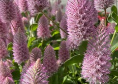 Close-up Matilda in the greenhouse